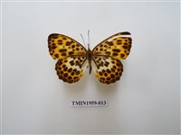 藏品(白裳貓蛺蝶)的圖片